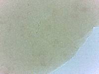 Adropion scoticum image