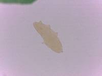 Adropion scoticum image