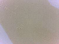 Adropion scoticum image