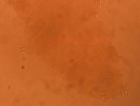 Adropion scoticum image
