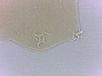 Adropion scoticum image