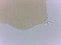 Adropion scoticum image