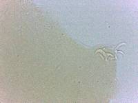 Adropion scoticum image