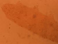 Adropion scoticum image