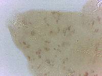 Adropion scoticum image