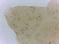 Adropion scoticum image