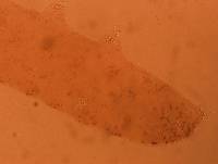 Adropion scoticum image