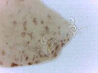 Adropion scoticum image