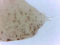 Adropion scoticum image