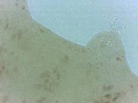 Adropion scoticum image