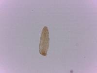 Adropion scoticum image