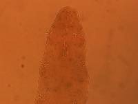 Adropion scoticum image