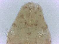 Adropion scoticum image