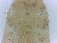 Adropion scoticum image