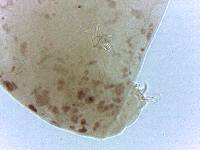Adropion scoticum image