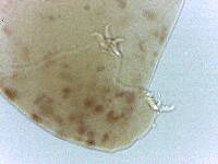 Adropion scoticum image