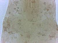 Adropion scoticum image