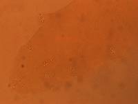 Adropion scoticum image