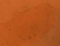 Adropion scoticum image