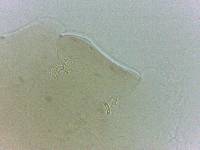 Adropion scoticum image