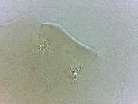 Adropion scoticum image