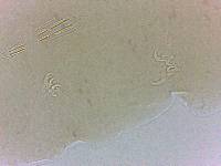 Adropion scoticum image