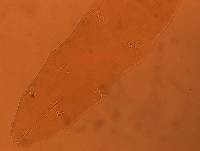 Adropion scoticum image
