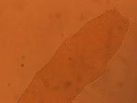 Adropion scoticum image