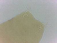 Adropion scoticum image