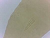 Adropion scoticum image