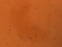 Adropion scoticum image