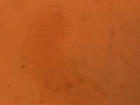 Adropion scoticum image