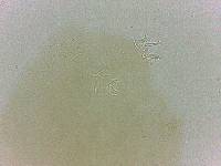 Adropion scoticum image