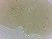 Adropion scoticum image