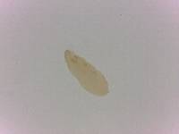 Adropion scoticum image
