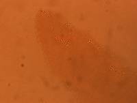 Adropion scoticum image
