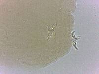 Adropion scoticum image