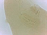 Adropion scoticum image