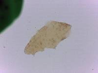 Adropion scoticum image