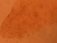 Adropion scoticum image