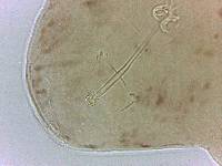 Adropion scoticum image