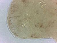 Adropion scoticum image