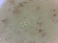 Adropion scoticum image