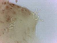 Adropion scoticum image
