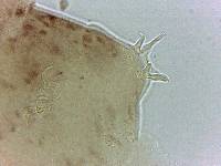 Adropion scoticum image