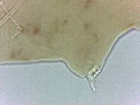 Adropion scoticum image