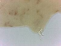 Adropion scoticum image