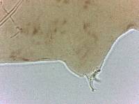 Adropion scoticum image