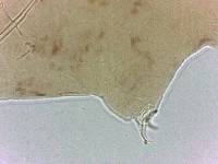 Adropion scoticum image