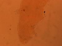 Adropion scoticum image